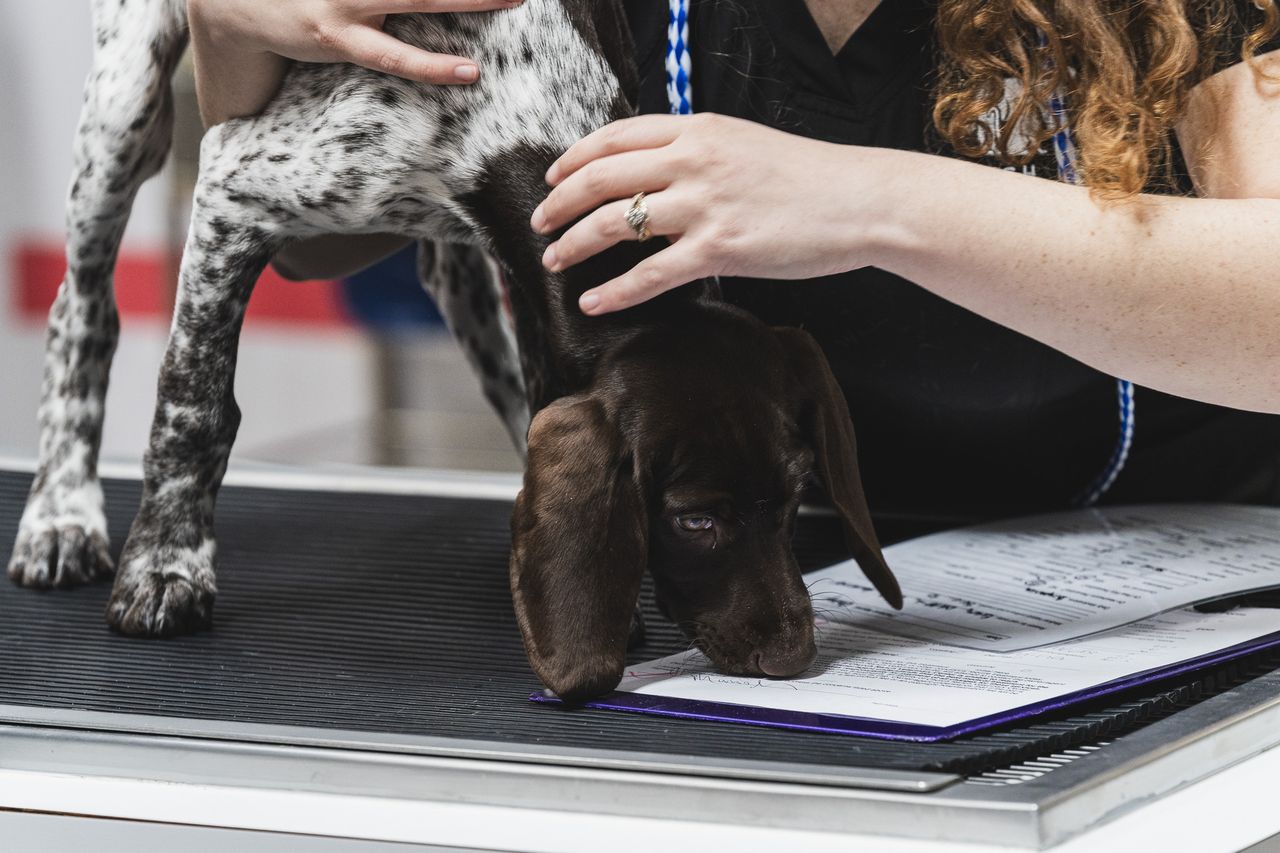 A Church Ranch veterinary professional examines a spotted puppy on an examination table, while the puppy looks at a document.