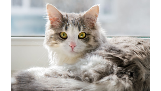 Fluffy cat with white and gray fur and green eyes, sitting by a window, looking directly at the camera.
