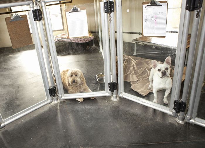 Two dogs in separate kennels at a Ortega Animal.Care Center, with clipboards hanging outside and blankets inside.