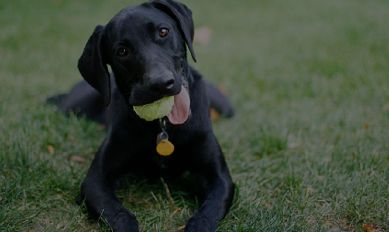 Playful black dog holding a tennis ball while lying on a green lawn