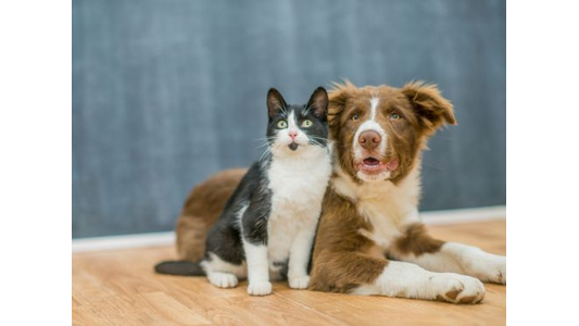 A black and white cat sitting beside a fluffy brown and white dog on a wooden floor, with a blurred gray background.