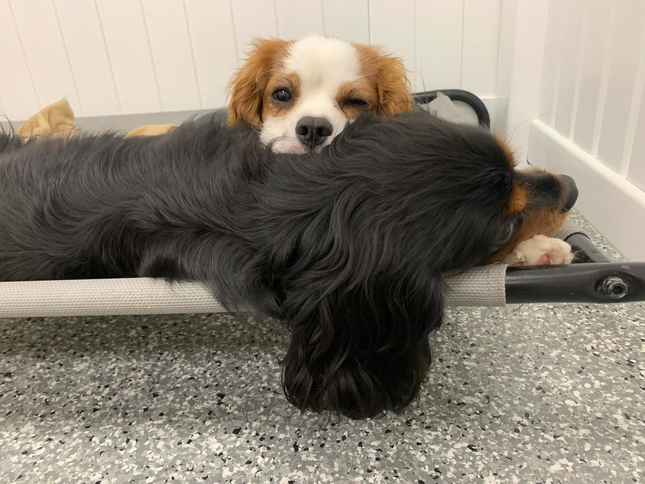 Two Cavalier King Charles Spaniels cuddling on a dog bed, one resting its head on the other.