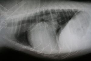 X-ray of an animal's thorax, showing ribs, spine, and internal organs with a large, round object in the abdominal area.