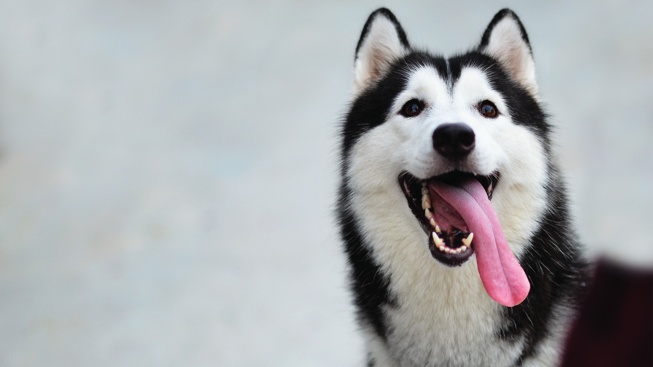A happy Siberian Husky with black and white fur, large ears, and its tongue hanging out, sits against a blurred light background.