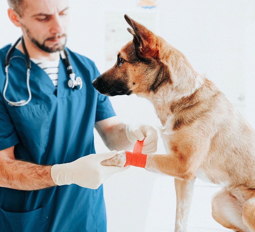 A veterinarian in blue scrubs wraps a bandage on a dog's front paw. The dog is standing on a table, attentive to the vet.