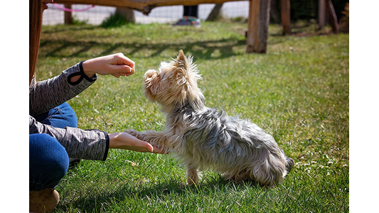 dog getting treat