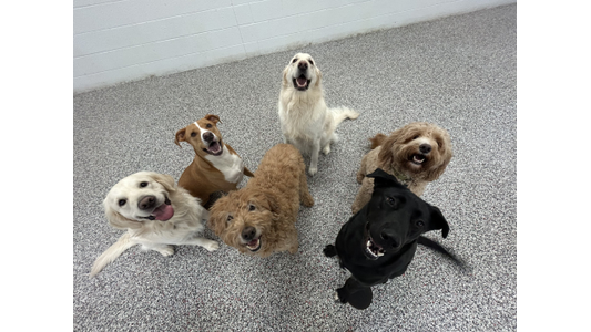 Six happy dogs sitting on a speckled floor, looking up with tongues out, against a plain white wall.