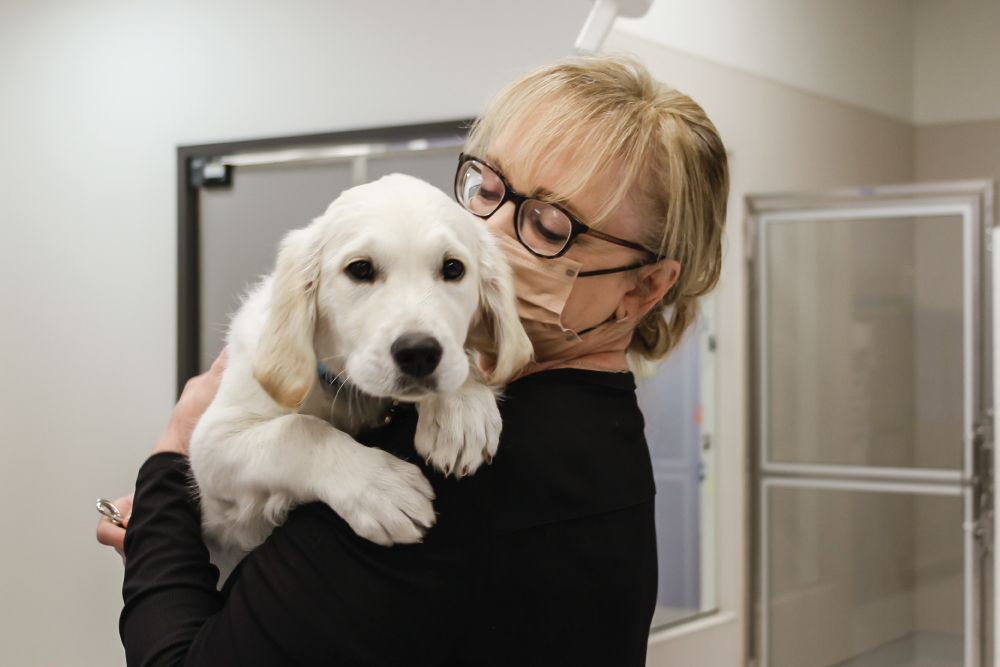 A female staff member gently holds a white puppy in her arms, standing in a room with closed doors.