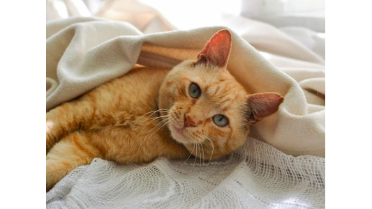 Ginger cat with green eyes lounging under a soft, white blanket, looking towards the camera.