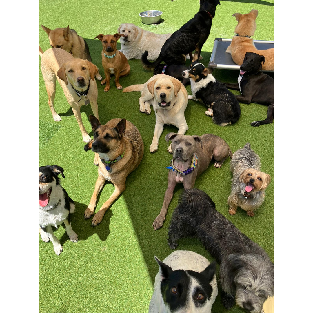 A group of various dog breeds sitting and lying on a grassy area, enjoying the sun. Some are panting, and others are looking around curiously.