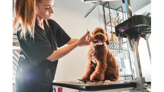 Dog Spot Hotel Staff Member grooming a fluffy brown dog on a table, with grooming tools nearby, in a bright pet salon.