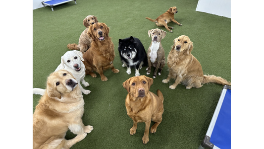 A group of eight dogs of various breeds sitting on green artificial grass, with one dog lying in the background.