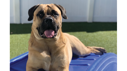 A large, tan dog with a black face lies on a blue plastic surface, tongue out, against a background of green artificial grass and a white fence.