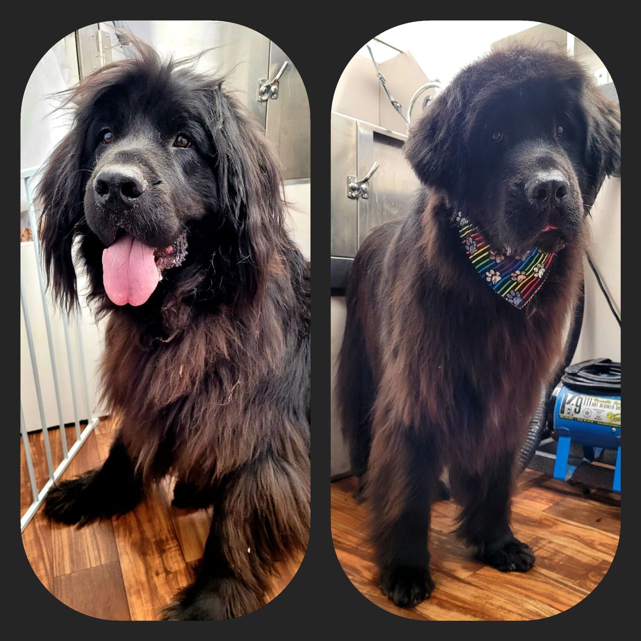 Two side-by-side images of a Newfoundland dog, before and after grooming, showing a transformation from shaggy to neatly trimmed with a colorful bandana.