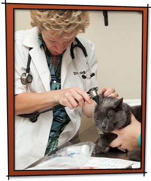 A veterinarian examines a gray cat's ear using an otoscope, with the cat being gently held by an assistant on a clinic table.