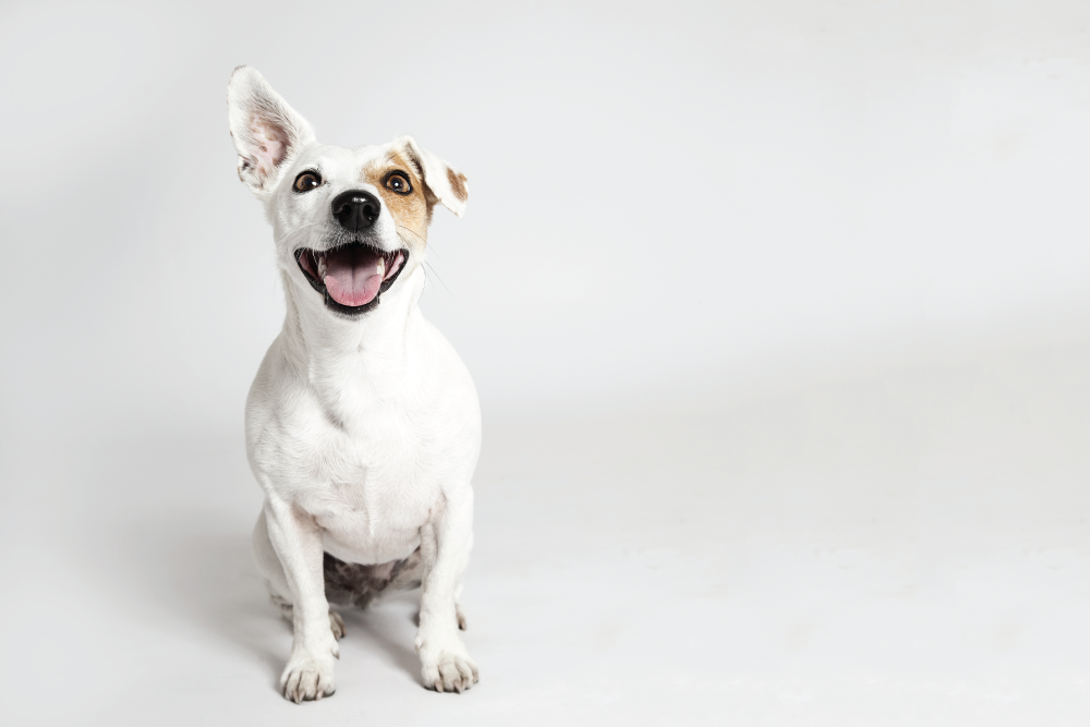 A happy Jack Russell Terrier sitting against a solid blue background, looking directly at the camera.
