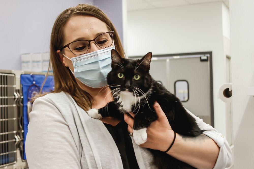A female staff member wearing glasses and a mask holds a black and white cat in a veterinary clinic.
