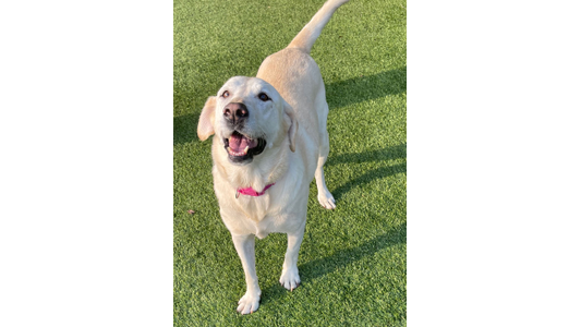 A happy Labrador retriever with a pink collar stands on green grass, looking up with its mouth open.