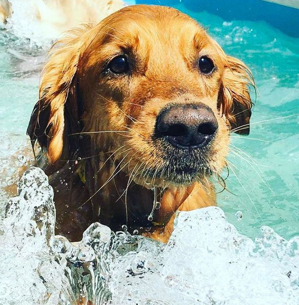 Golden retriever swimming in a pool, surrounded by splashing water, with droplets on its fur.