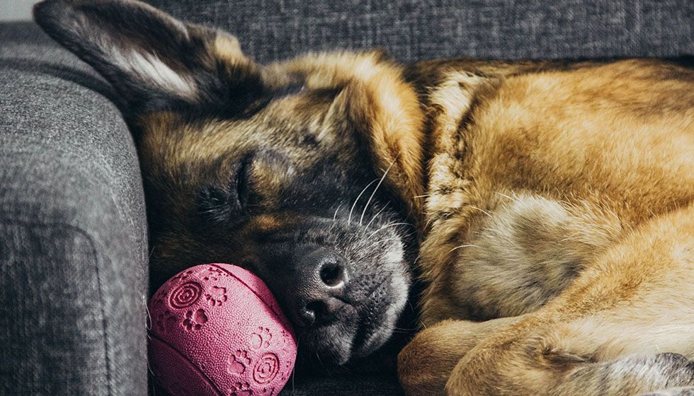 Dog sleeping on couch