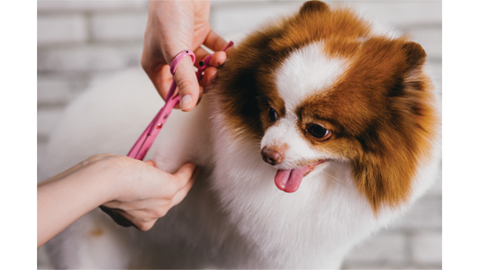 A fluffy Pomeranian dog with brown and white fur gets groomed with pink scissors, sticking its tongue out playfully.