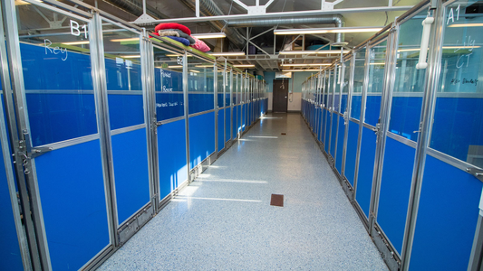 Bark! Denver's blue animal kennel enclosures, featuring glass doors and metal frames, in a clean, well-lit facility.
