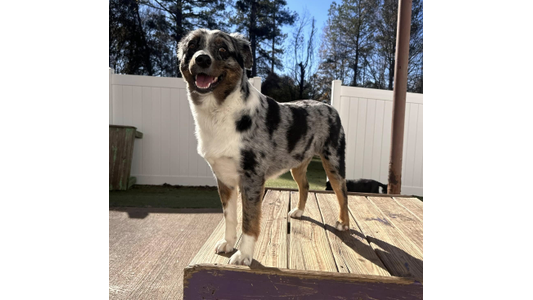 Happy blue merle Australian Shepherd standing on a wooden play platform in a sunny outdoor yard