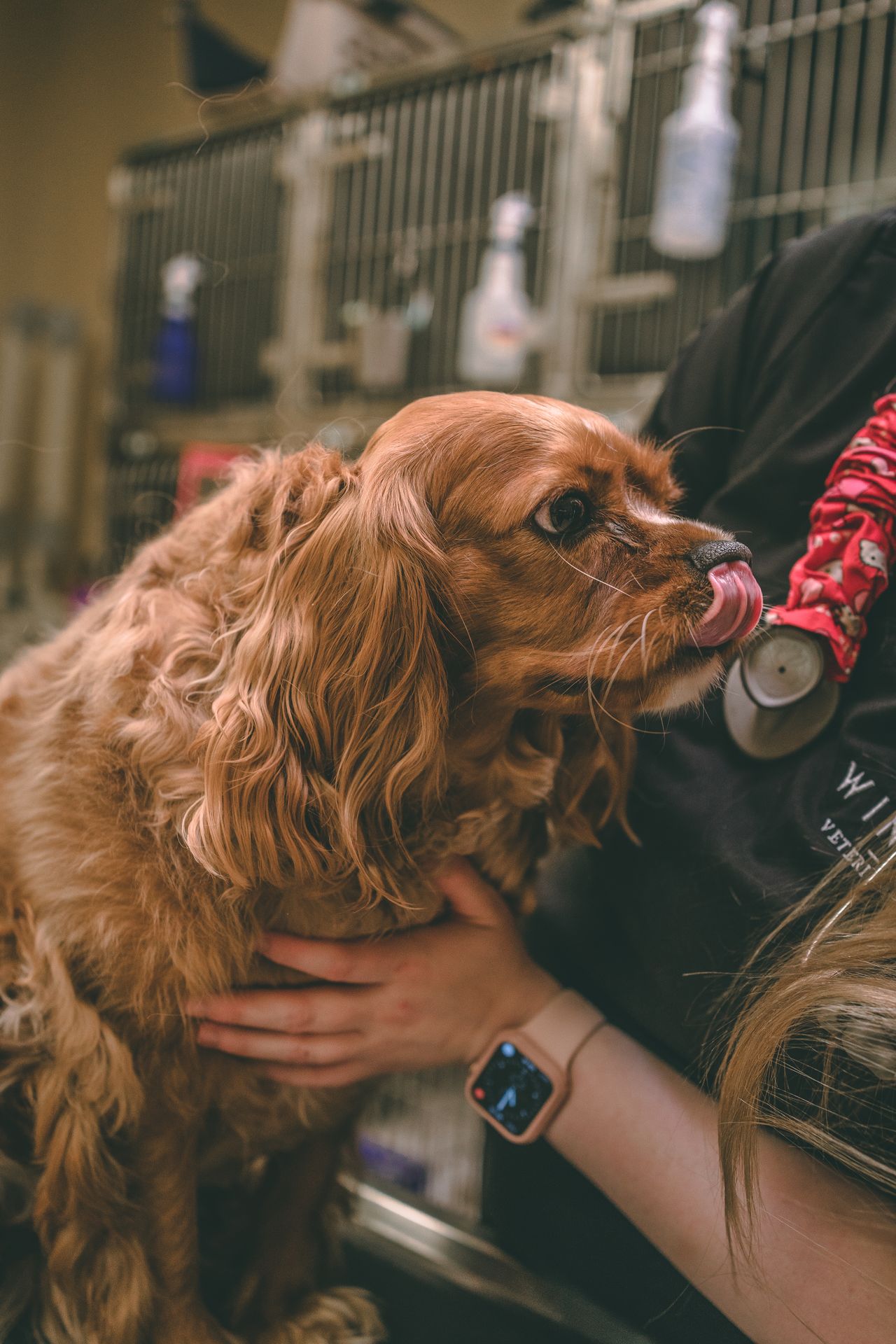 A person gently holds a brown dog in a veterinary clinic, while the dog licks its nose.