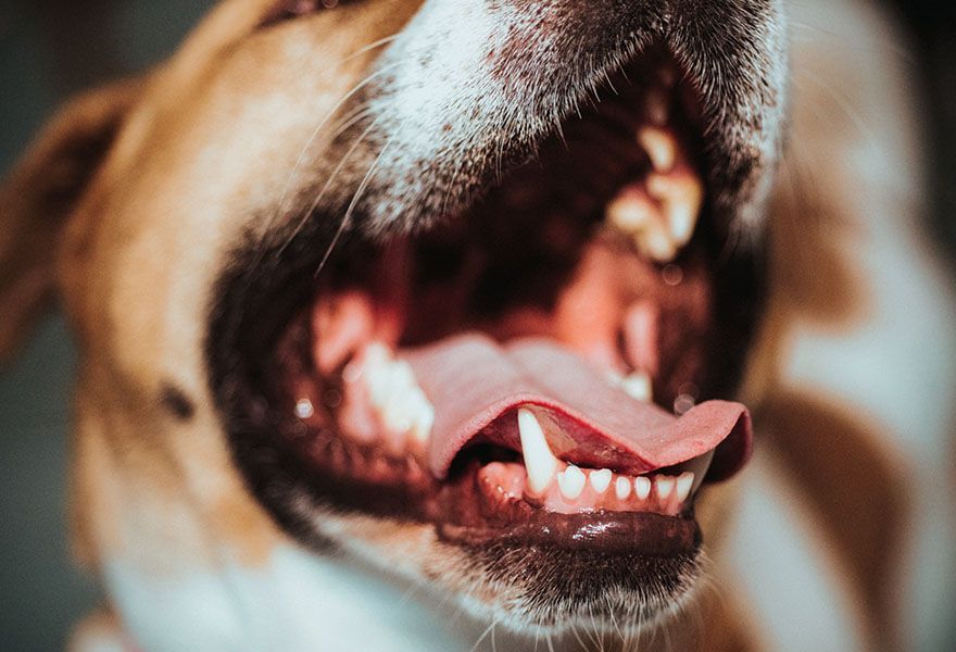 Close-up of a dog with an open mouth, showing its teeth and tongue. The dog's fur is brown and white.