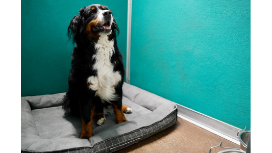 A Bernese Mountain Dog sitting on a gray pet bed in a room with turquoise walls, looking up with its mouth slightly open.