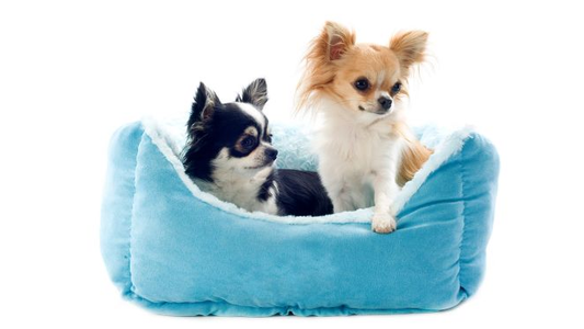 Two small dogs sit in a plush blue pet bed, one black and white, the other tan and white, both with long fur and alert expressions.