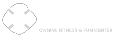 Canine Fitness and Fun