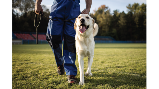 A person in blue overalls walks a happy Labrador on a leash across a grassy field with trees in the background.