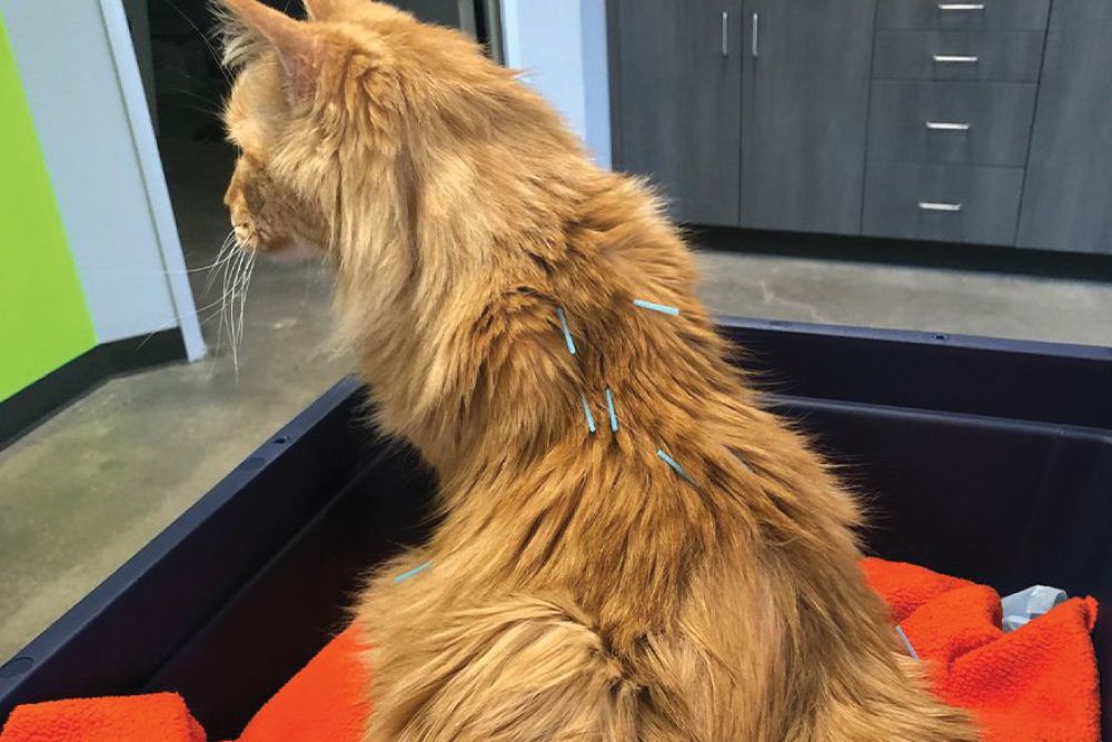 Acupuncture