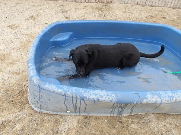 Dog bath