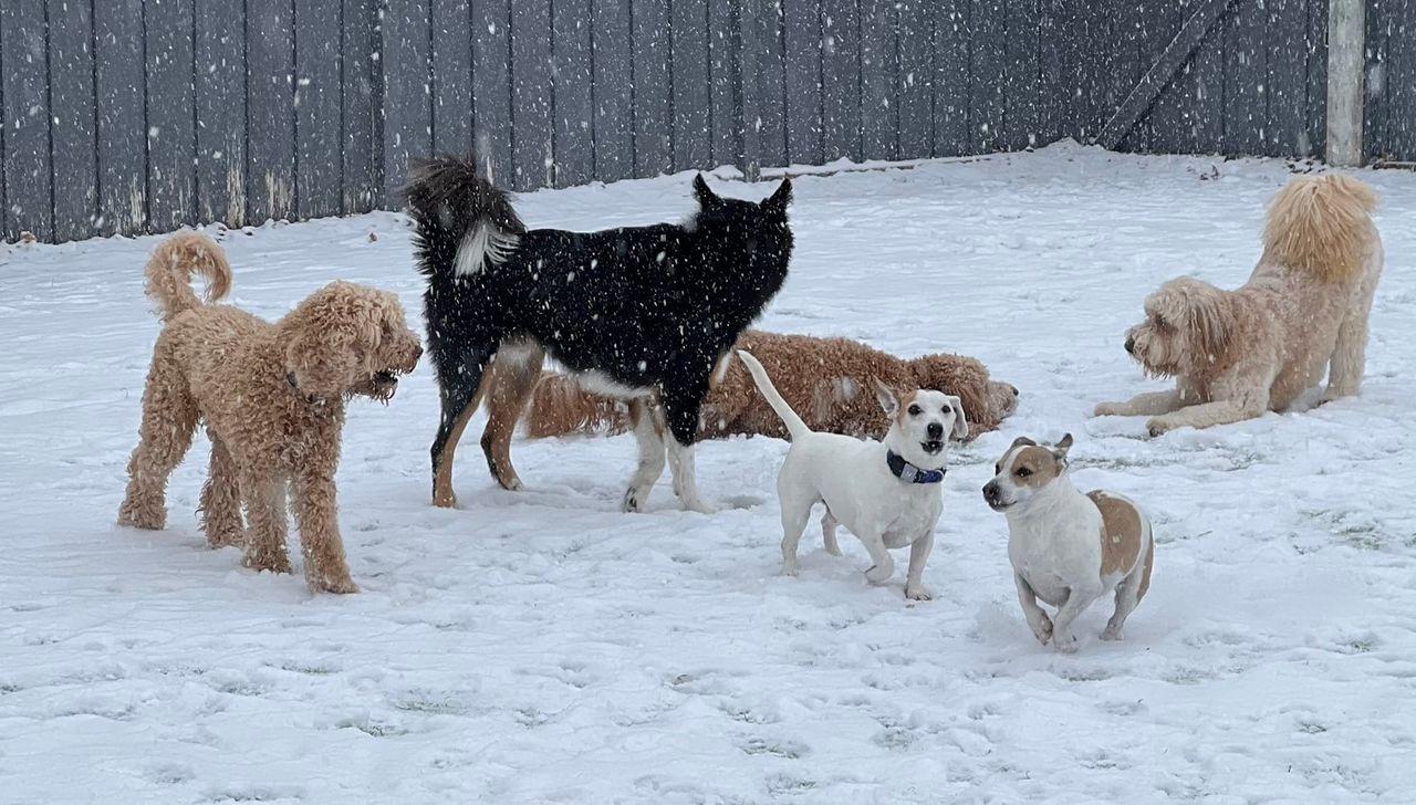 Six dogs play together in a snowy yard, with snowflakes falling and a wooden fence in the background.