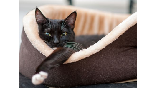 Black cat lounging in a cozy beige and brown pet bed, gazing forward with one paw extended over the edge.