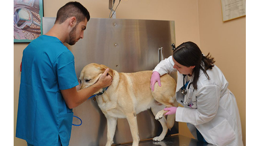 A dog stands on an examination table as Doctor Jordan  checks its leg, with an assistant holding the dog steady.