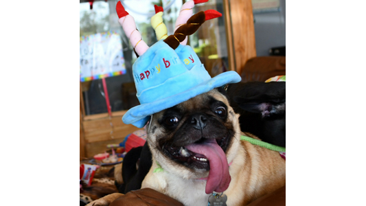 Pug wearing a blue birthday hat with candles and the words "Happy Birthday," sitting with tongue out in a playful pose indoors.