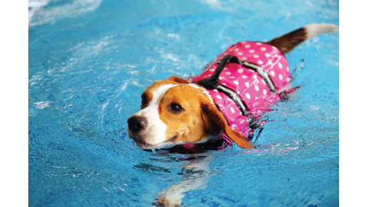 A dog is swimming in a pool wearing a pink polka dot life jacket.