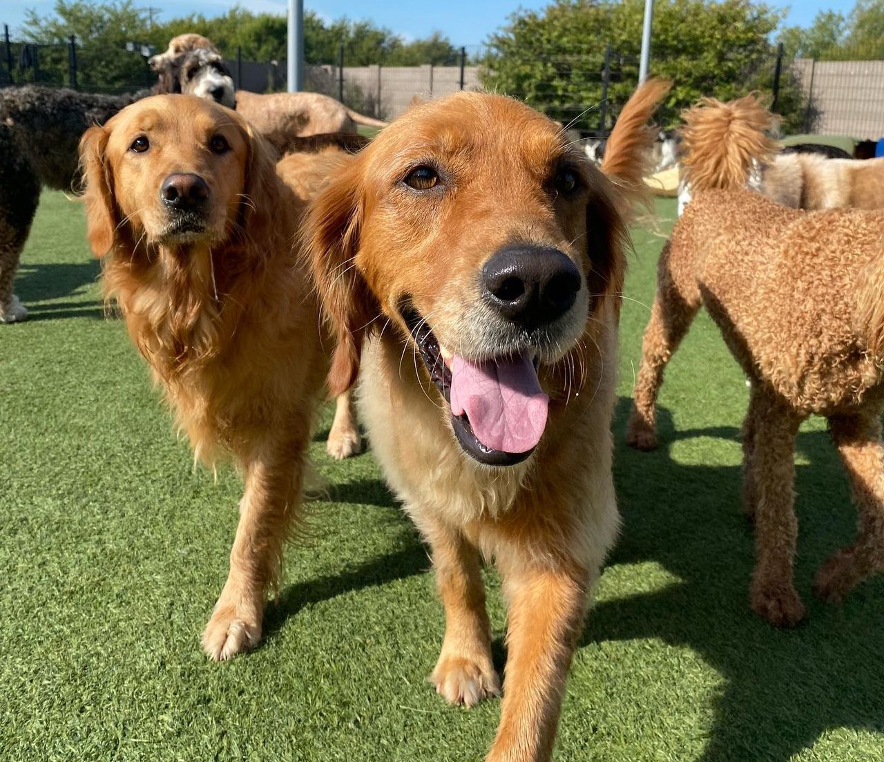 Two golden retrievers play outside on green grass, surrounded by several other dogs, under a clear blue sky.