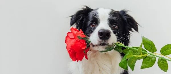 Speaking Your Dog’s Love Language