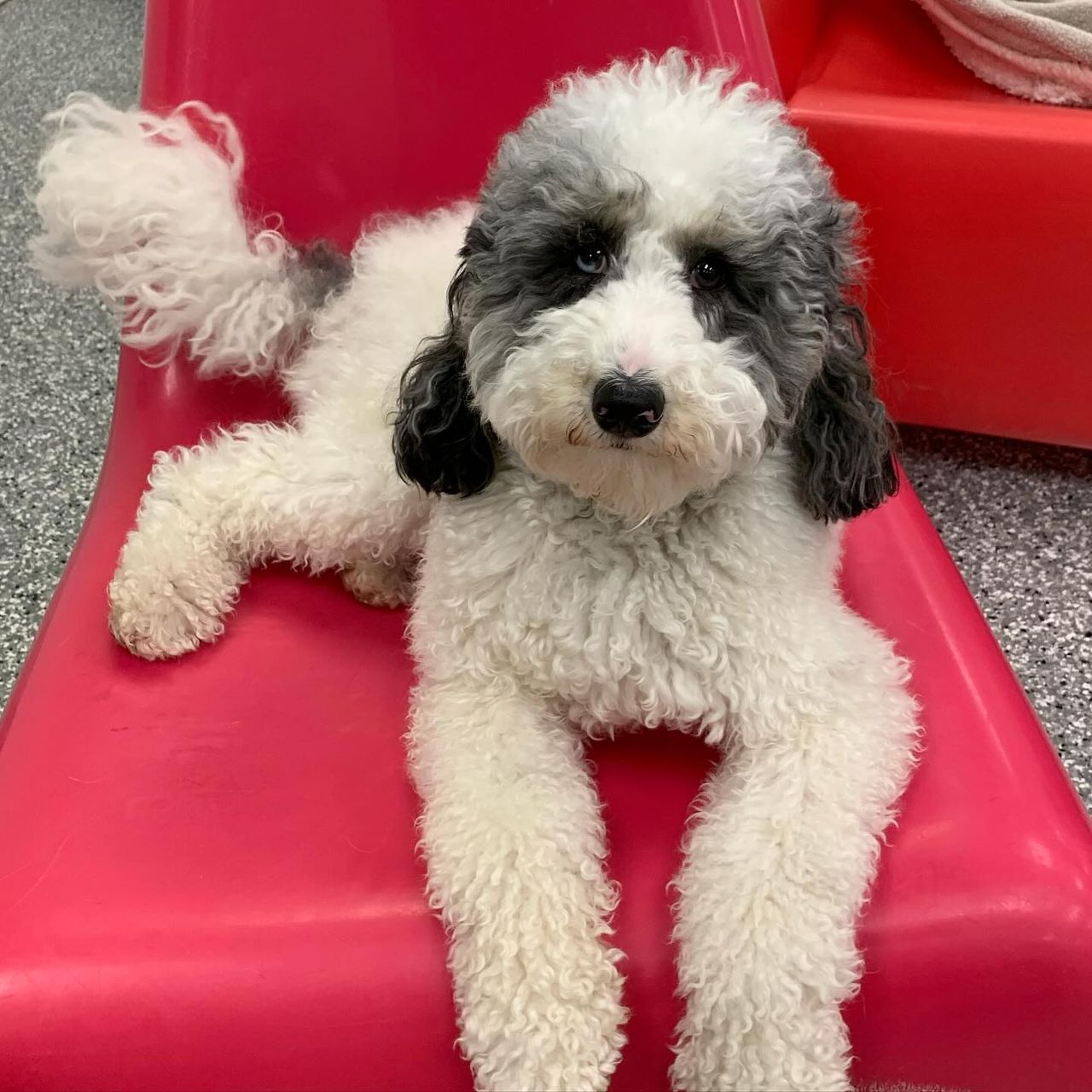 Fluffy black and white dog lounging on a bright red slide indoors.