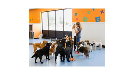 A woman holding a jar of treats stands in a daycare with several excited dogs around her, in a brightly colored room with alphabet decorations.