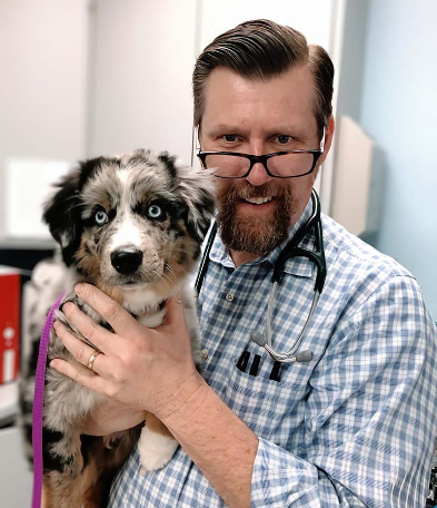 A veterinary and a stethoscope holds a fluffy puppy with striking blue eyes in a veterinary office.
