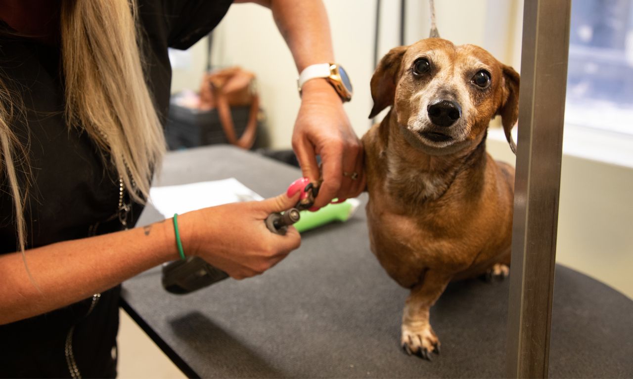 A brown dachshund is on a grooming table while a groomer trims its nails with a clipper. The dog looks calmly at the camera.