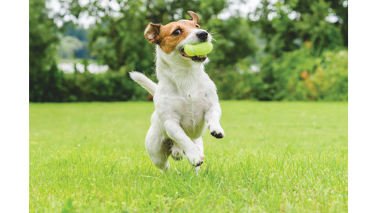 A small dog joyfully runs on grass, holding a yellow tennis ball in its mouth, with trees in the background.
