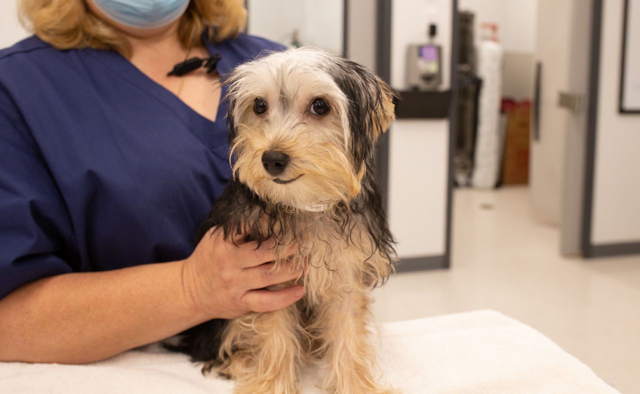 A small, fluffy dog sits on a table, partially wet, while being held by a person in a blue scrub top and mask in a veterinary clinic.
