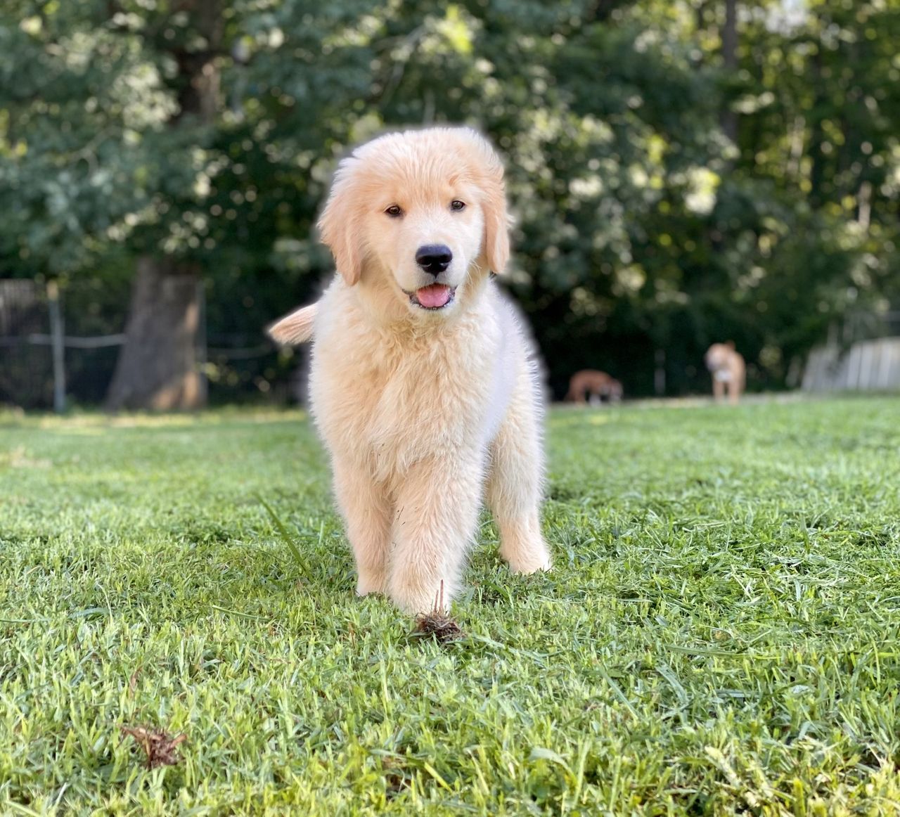 A fluffy golden retriever puppy walks on a grassy lawn with trees in the background.