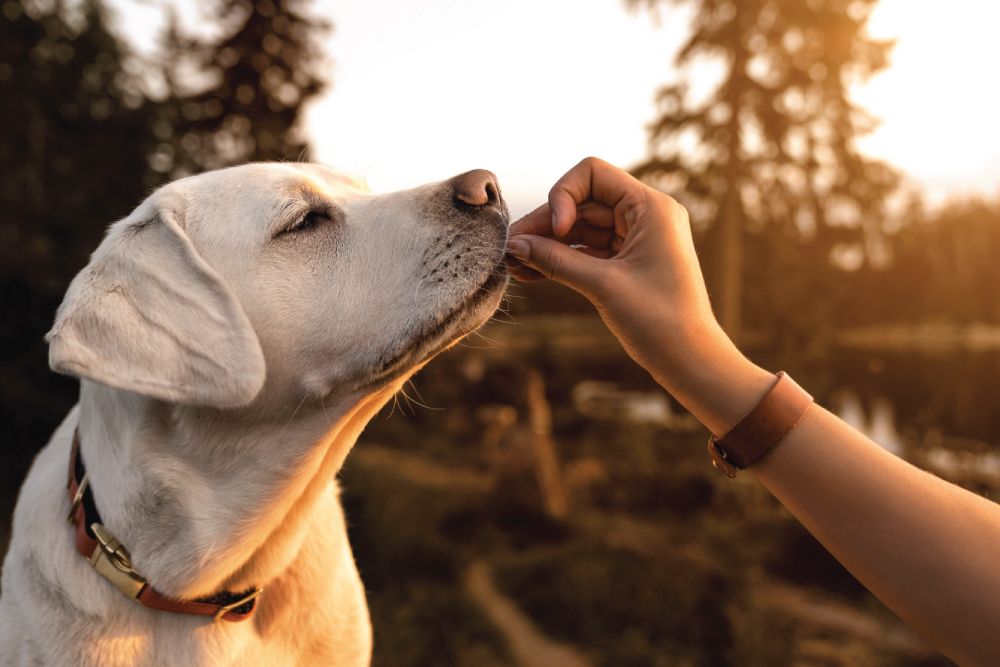 A white Labrador retriever sniffs a treat held by a person against a backdrop of trees and a sunset.